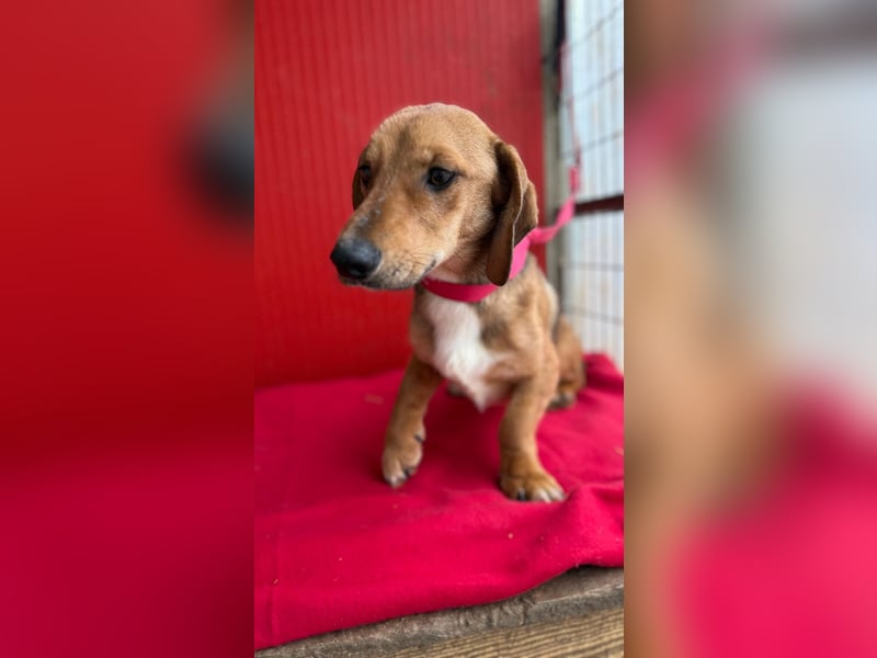 Lenny, Dackel-Mix, Rüde, ca. 1 Jahr, 35 cm