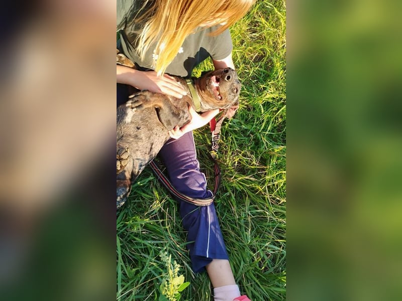 Merlin, Kurzhaardackel, Rüde, geb. ca. 10.2023, 26 cm, ca. 5,5 kg