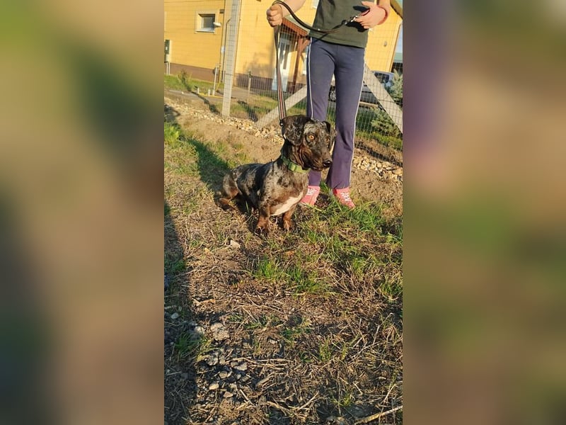 Merlin, Kurzhaardackel, Rüde, geb. ca. 10.2023, 26 cm, ca. 5,5 kg