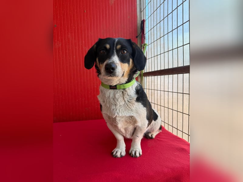 Ella, Dackel-Mix, Hündin, ca. 1 Jahr, 30 cm, 10 kg