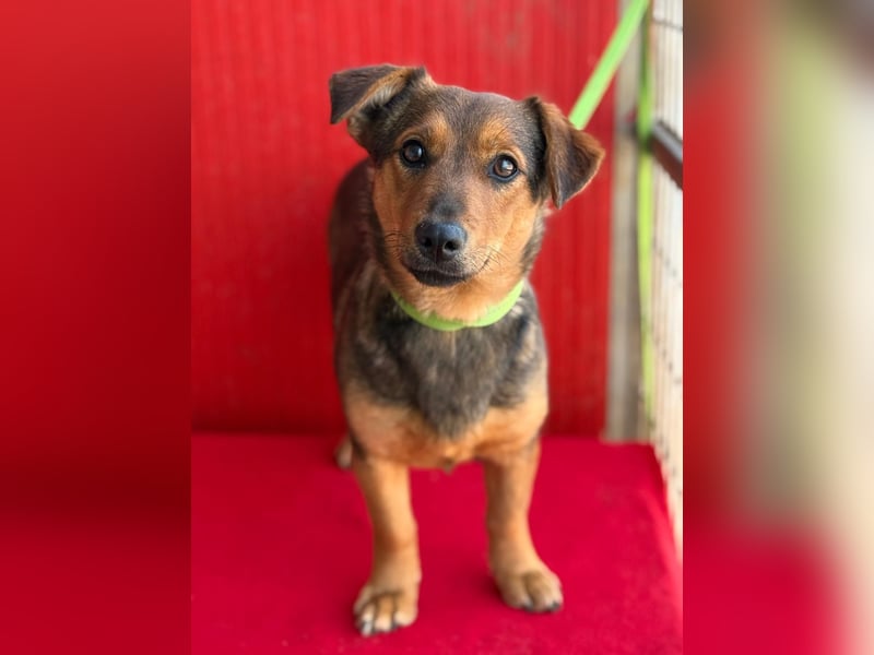 Emma, Dackel-Mix, Hündin, ca. 1 Jahr, 30 cm, 10 kg