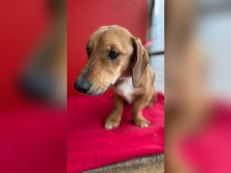 Lenny, Dackel-Mix, Rüde, ca. 1 Jahr, 35 cm