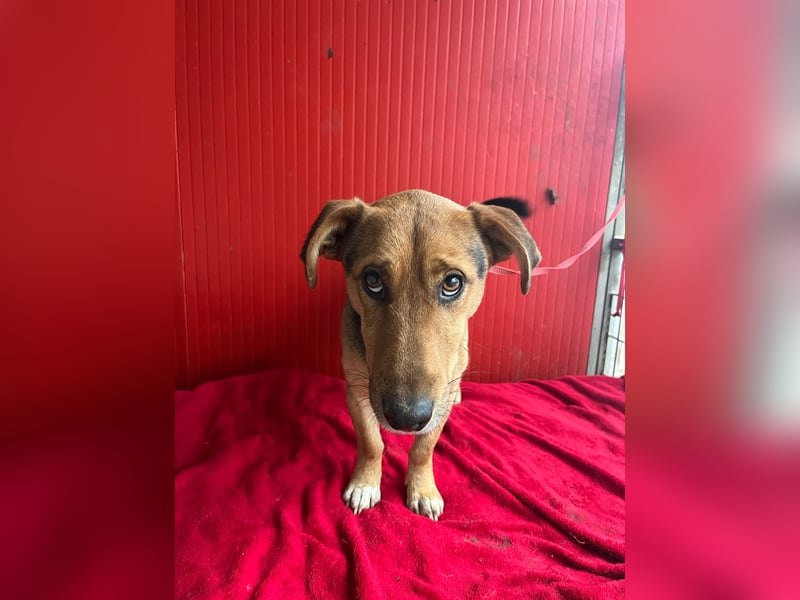 Benji, Dackel-Mix, Rüde, geb. am 18.12.2023, 32 cm