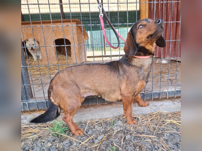 Mia, Alpen-Dackel-Mix, Hündin, geb. am 01.08.2023, 30 cm, 12 kg