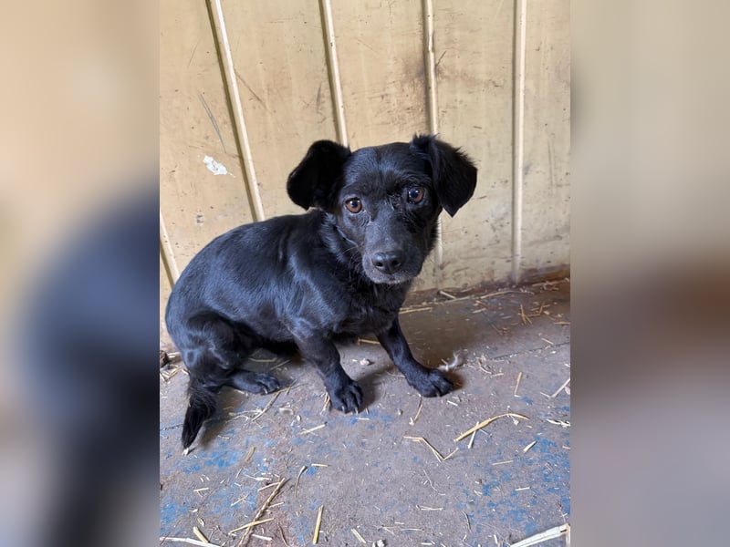 Malna, Dackel-Mix, Hündin, ca. 2 Jahre, ca. 25 cm, 6 kg