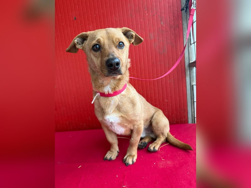 Fritz, Dackel-Mix, Rüde, geb. am 01.12.2021, 30 cm