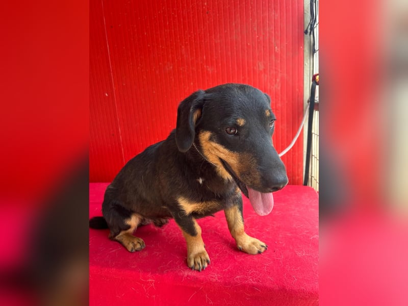 Joker, Dackel-Mix, Rüde, geb. am 04.01.2025, 35 cm, 12 kg
