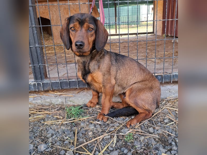 Mia, Alpen-Dackel-Mix, Hündin, geb. am 01.08.2023, 30 cm, 12 kg