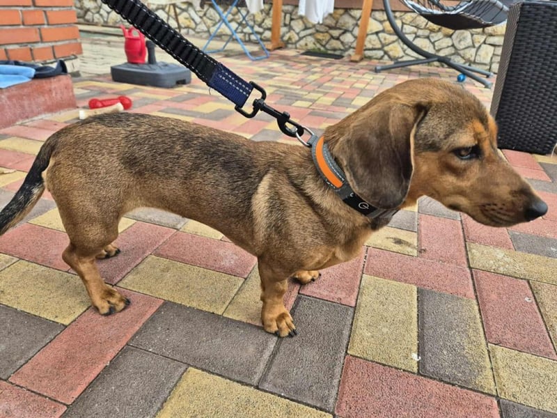 Funny, Dackel-Mix, Hündin, 1,5 Jahre, ca. 30 cm