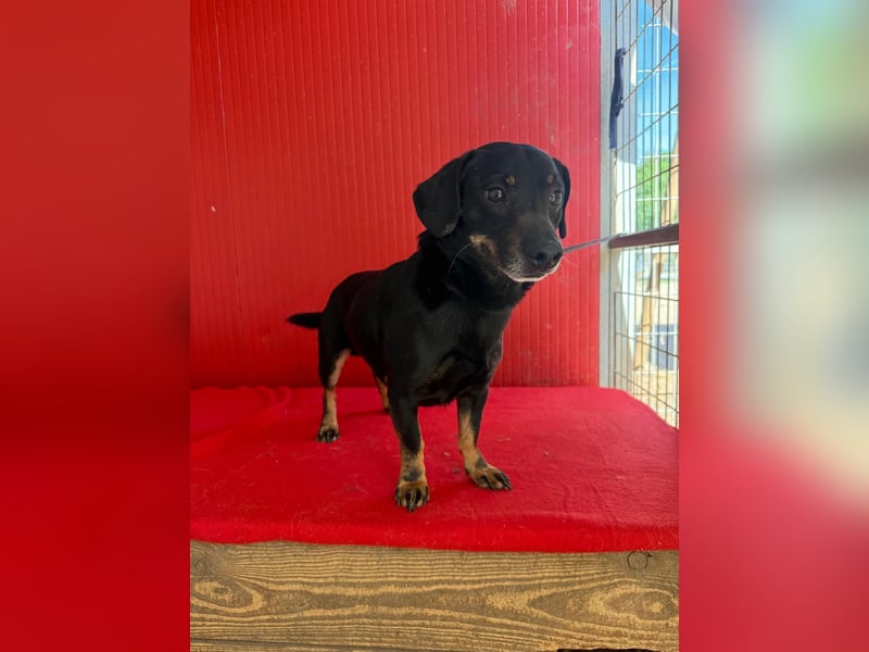 Teddy, Dackel-Mix, Rüde, geb. am 24.05.2019, 30 cm, 9 kg
