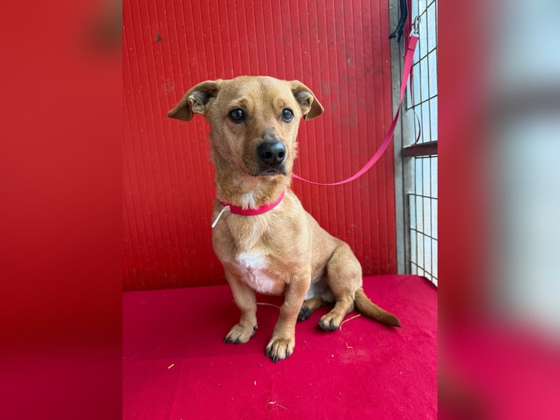 Fritz, Dackel-Mix, Rüde, geb. am 01.12.2021, 30 cm