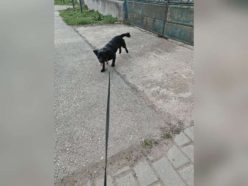 Greta, Dackel-Mix, Hündin, ca. 2 Jahre, ca. 30 cm