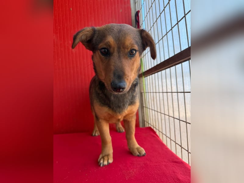 Emma, Dackel-Mix, Hündin, ca. 1 Jahr, 30 cm, 10 kg
