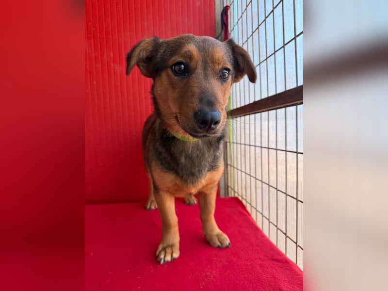 Emma, Dackel-Mix, Hündin, ca. 1 Jahr, 30 cm, 10 kg