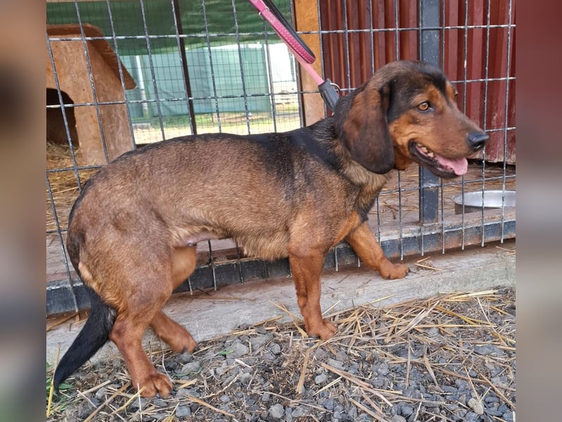 Mia, Alpen-Dackel-Mix, Hündin, geb. am 01.08.2023, 30 cm, 12 kg