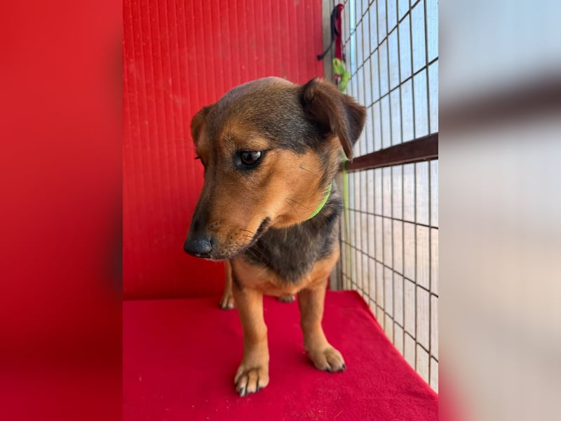 Emma, Dackel-Mix, Hündin, ca. 1 Jahr, 30 cm, 10 kg