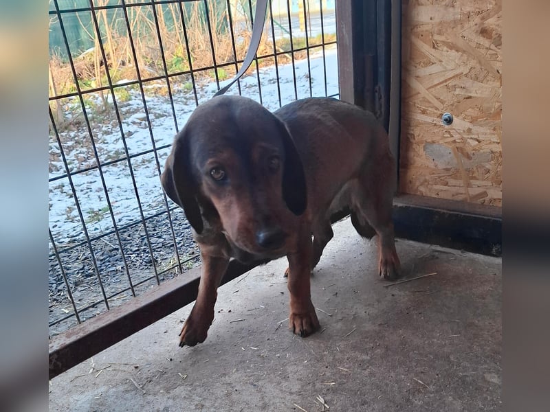 Mia, Dackel-Mix, Hündin, ca. 2,5 Jahre, ca. 30 - 35 cm