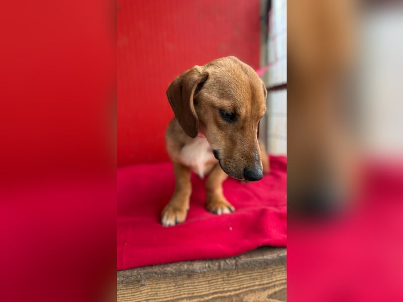 Lenny, Dackel-Mix, Rüde, ca. 1 Jahr, 35 cm