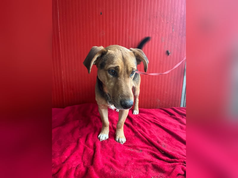 Benji, Dackel-Mix, Rüde, geb. am 18.12.2023, 32 cm