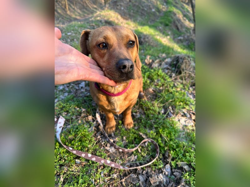 Samu, Dackel-Mix, Rüde, geb. am 10.06.2024, ca. 30 cm