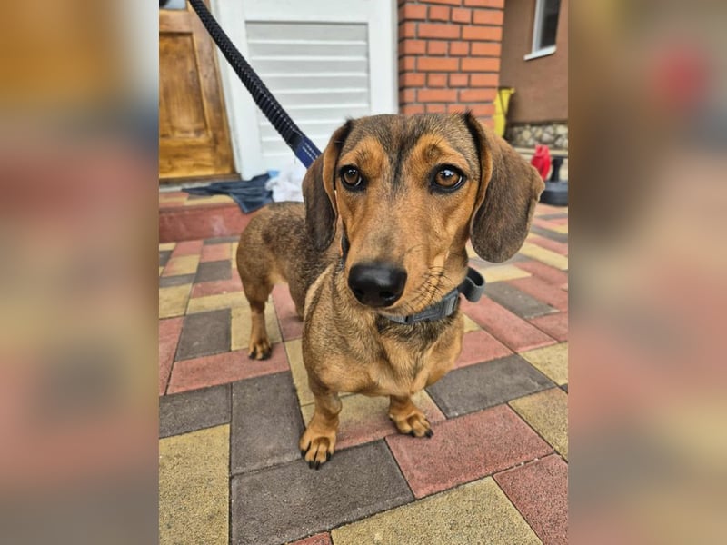 Funny, Dackel-Mix, Hündin, 1,5 Jahre, ca. 30 cm