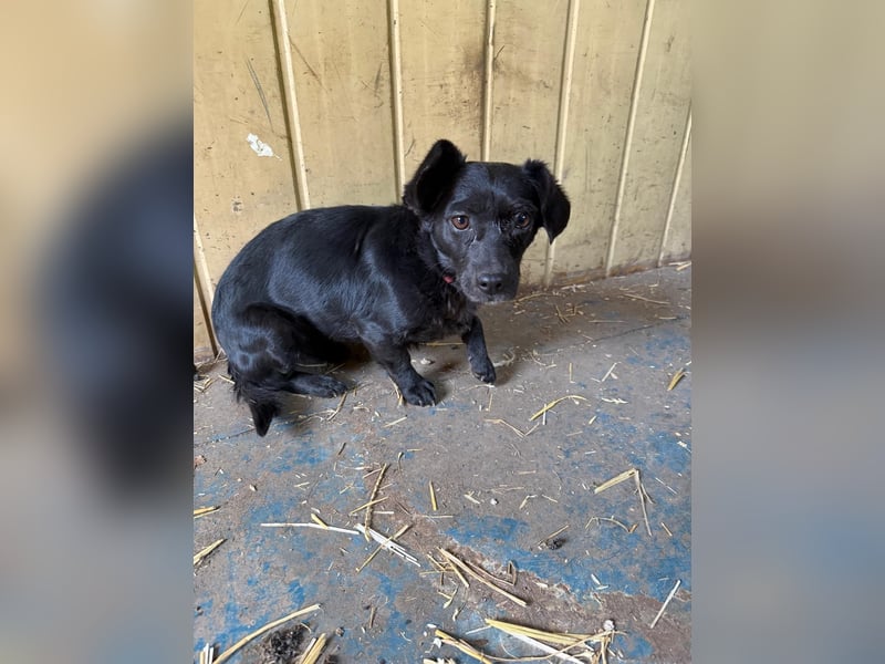 Malna, Dackel-Mix, Hündin, ca. 2 Jahre, ca. 25 cm, 6 kg