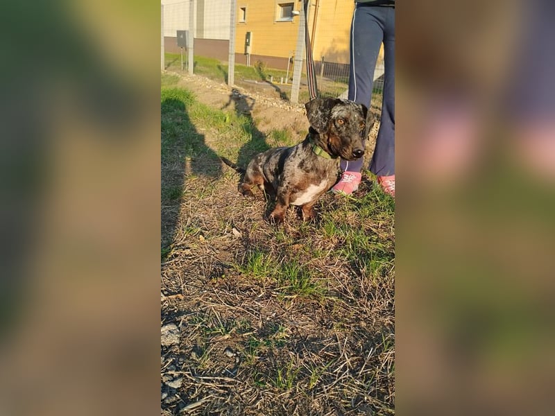 Merlin, Kurzhaardackel, Rüde, geb. ca. 10.2023, 26 cm, ca. 5,5 kg