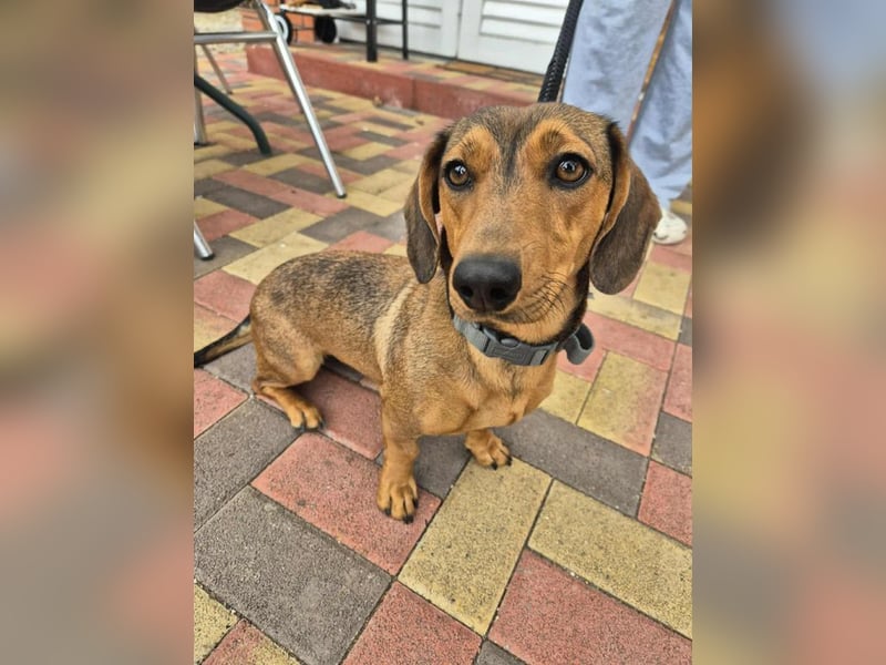 Funny, Dackel-Mix, Hündin, 1,5 Jahre, ca. 30 cm