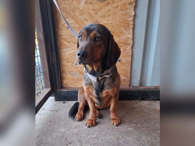 Mia, Dackel-Mix, Hündin, ca. 2,5 Jahre, ca. 30 - 35 cm