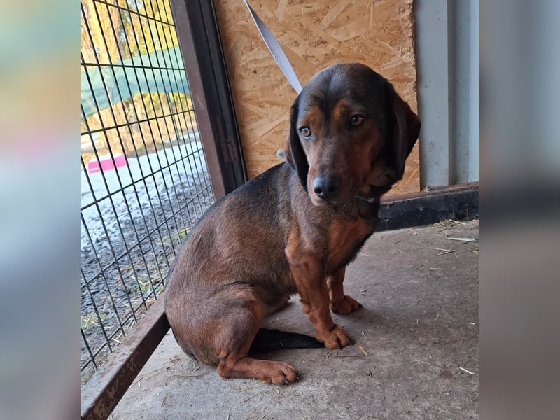 Mia, Dackel-Mix, Hündin, ca. 2,5 Jahre, ca. 30 - 35 cm