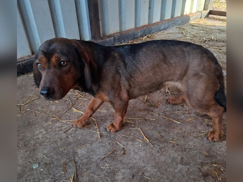 Mia, Dackel-Mix, Hündin, ca. 2,5 Jahre, ca. 30 - 35 cm