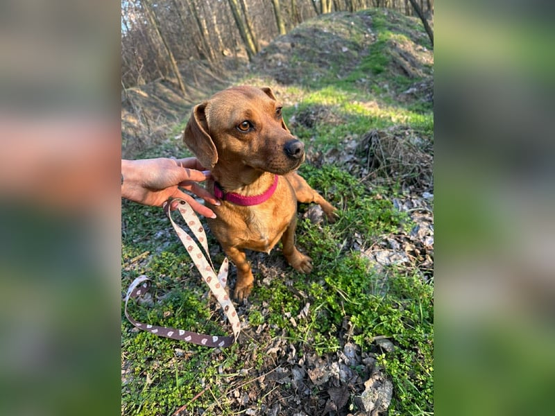 Samu, Dackel-Mix, Rüde, geb. am 10.06.2024, ca. 30 cm