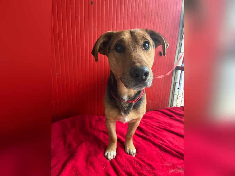 Benji, Dackel-Mix, Rüde, geb. am 18.12.2023, 32 cm