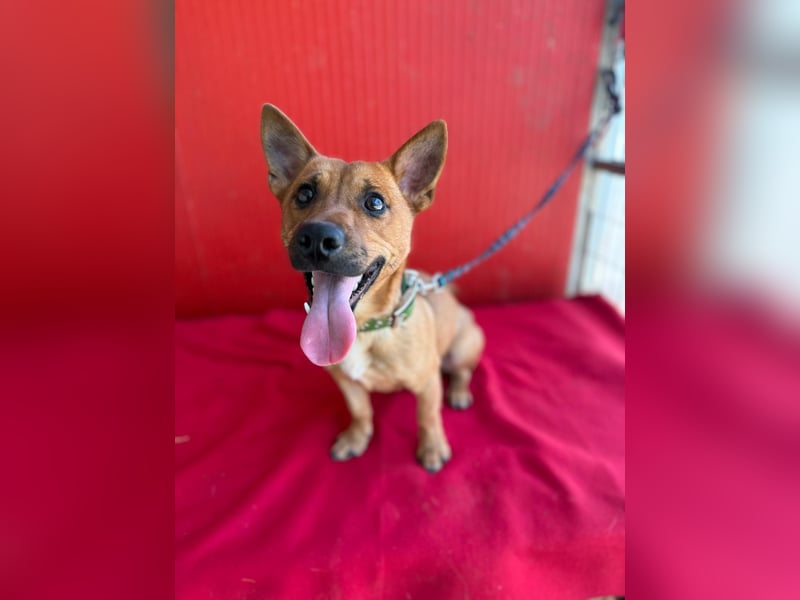 Robi, Dackel-Mix, Rüde, ca. 1 Jahr, ca. 30 cm, 7 kg