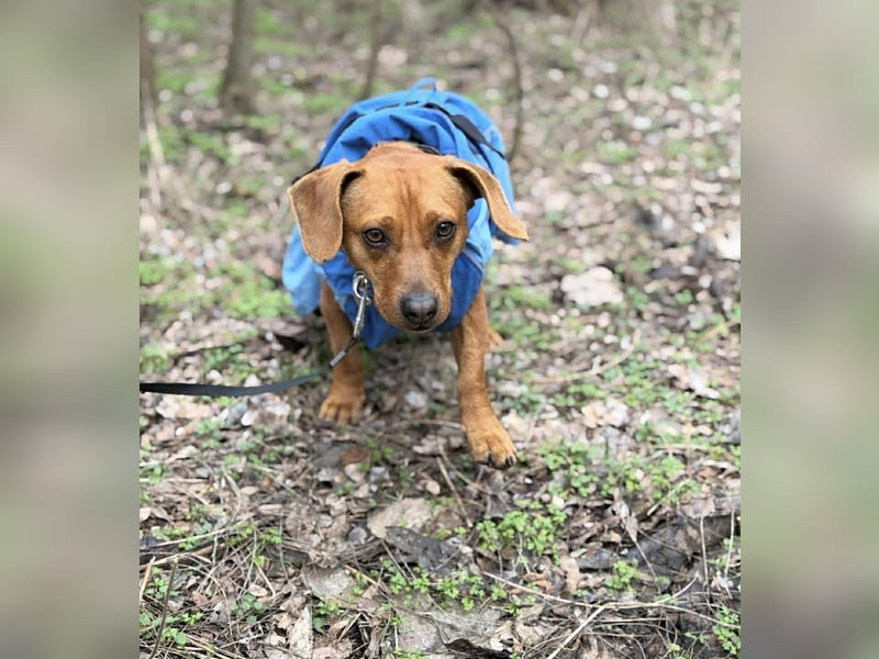 Samu, Dackel-Mix, Rüde, geb. am 10.06.2024, ca. 30 cm