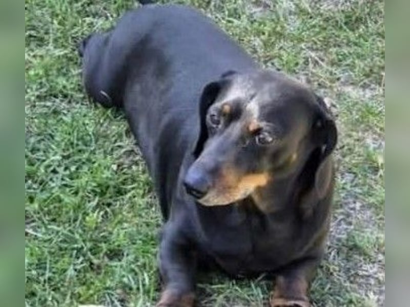 Kalle, Dackel-Mix, Rüde, 10 Jahre, ca. 30 cm - Notfall -