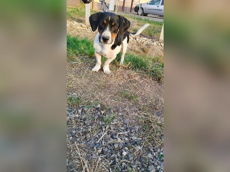 Jojo, Dackel-Mix, Rüde, geb. ca. 08.2024, 30 cm, 10 kg