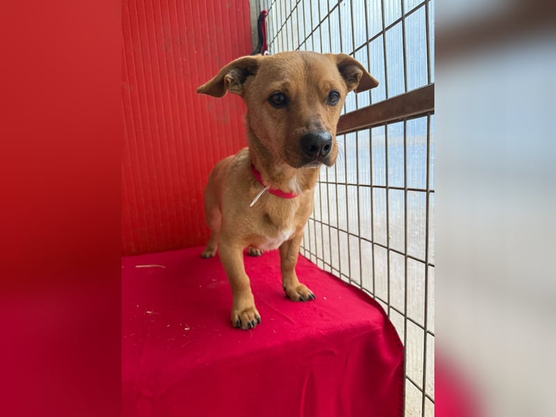 Fritz, Dackel-Mix, Rüde, geb. am 01.12.2021, 30 cm