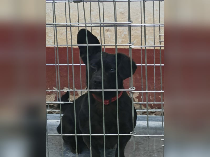 Greta, Dackel-Mix, Hündin, ca. 2 Jahre, ca. 30 cm