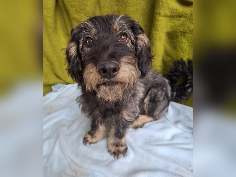Rudo, Dackel-Mix, Rüde, ca. 1 Jahr, 32 cm, 9 kg
