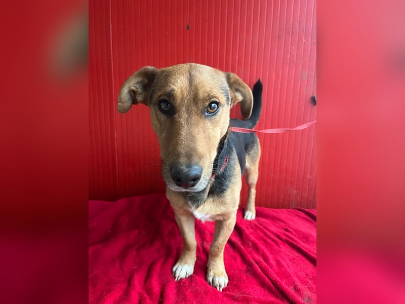 Benji, Dackel-Mix, Rüde, geb. am 18.12.2023, 32 cm