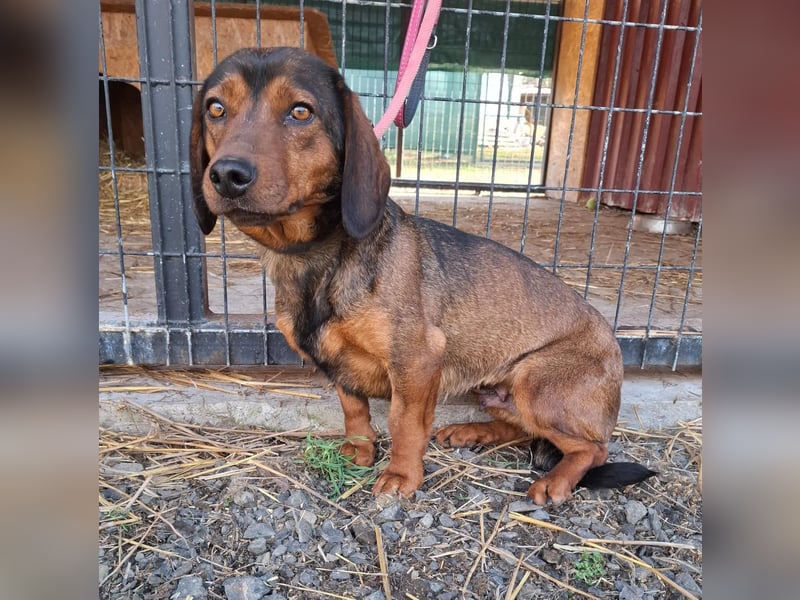 Mia, Alpen-Dackel-Mix, Hündin, geb. am 01.08.2023, 30 cm, 12 kg