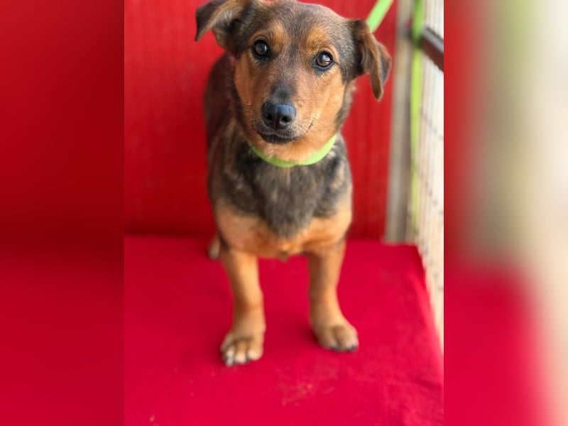 Emma, Dackel-Mix, Hündin, ca. 1 Jahr, 30 cm, 10 kg