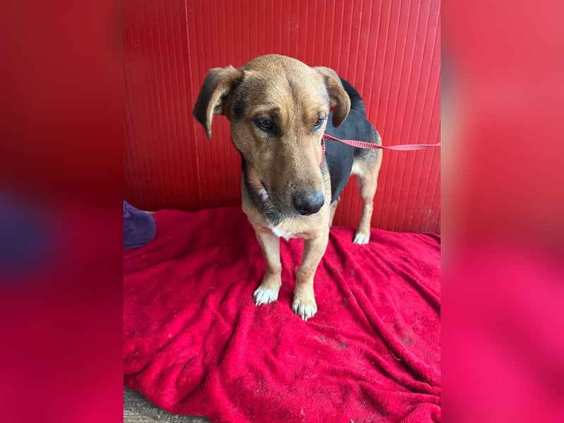 Benji, Dackel-Mix, Rüde, geb. am 18.12.2023, 32 cm