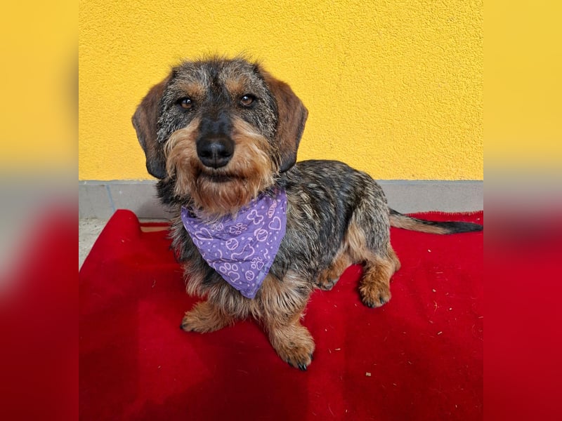 Morris, Dackel-Mix, Rüde, ca. 1 Jahr, 34 cm, 12 kg