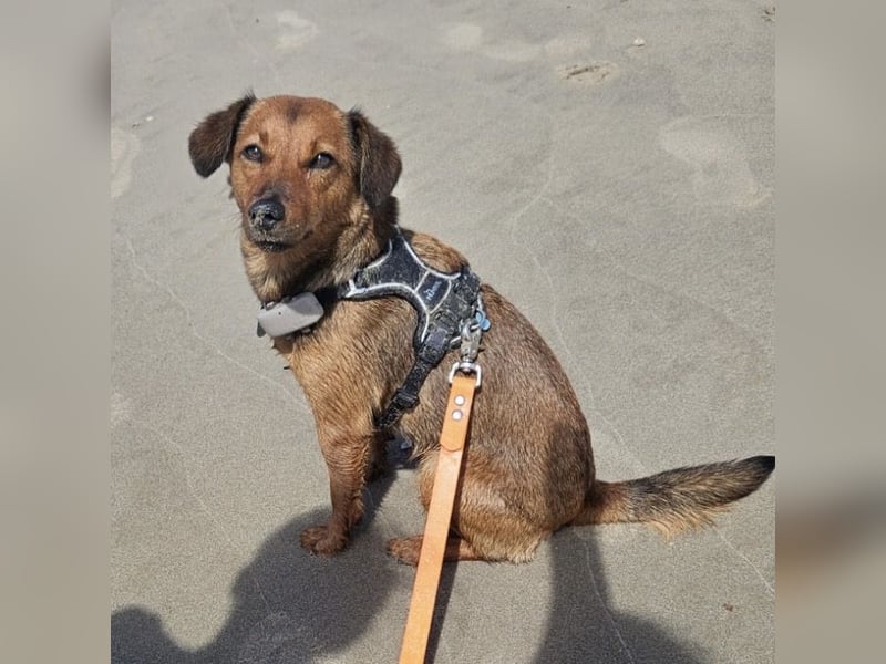 Ebby braucht ein neues Zuhause