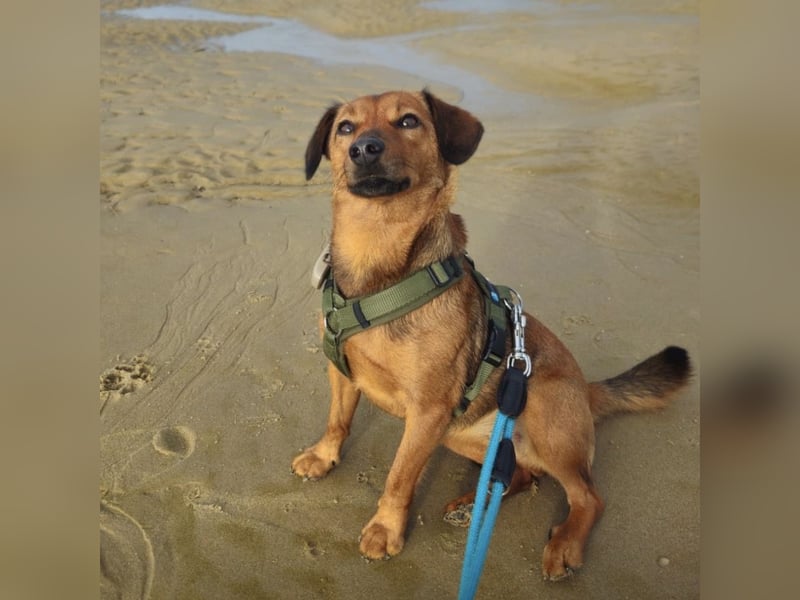 Ebby braucht ein neues Zuhause