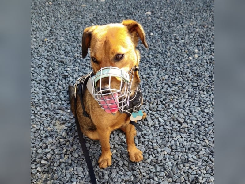 Ebby braucht ein neues Zuhause