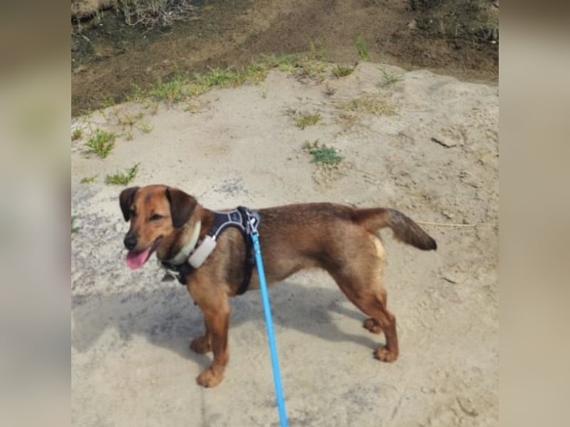 Ebby braucht ein neues Zuhause