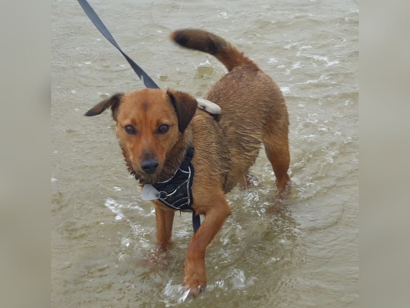 Ebby braucht ein neues Zuhause